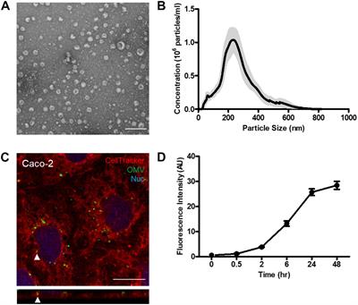 The Uptake, Trafficking, and Biodistribution of <mark class="highlighted">Bacteroides thetaiotaomicron</mark> Generated Outer Membrane Vesicles